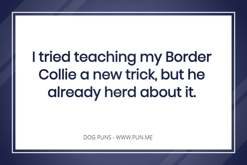 Border collie related pun