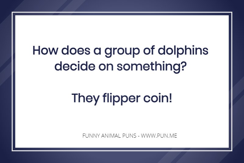 Funny dolphin related pun