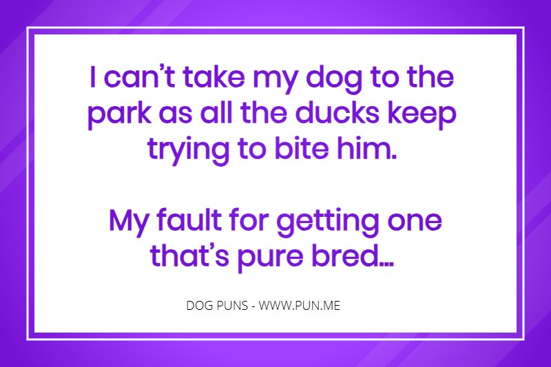 Funny pun about a dog being chased by ducks because its pure bred...