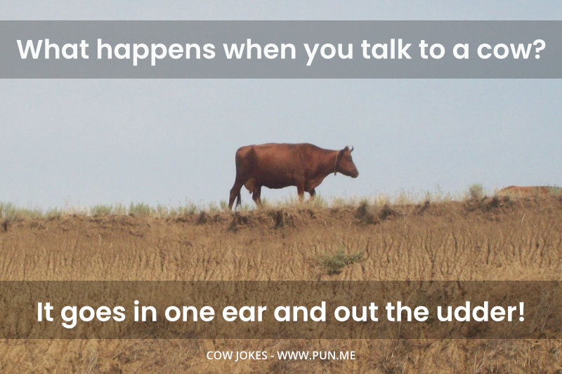 Funny cow joke