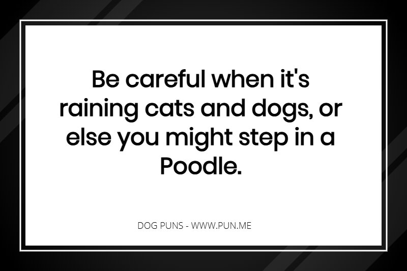 Poodle related pun!