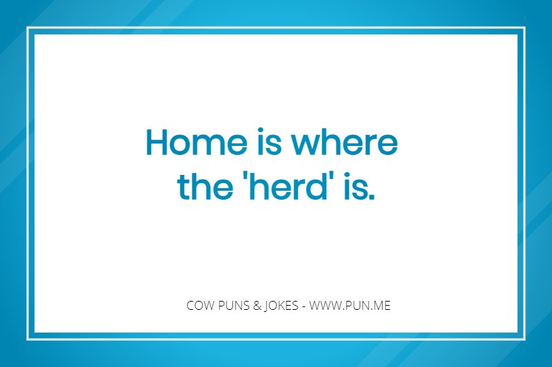 Pun based cow-related saying